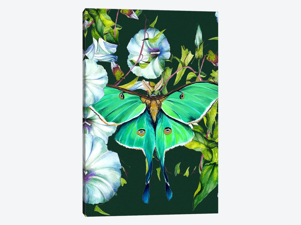Moon Moth And Flowers by Karli Perold 1-piece Canvas Wall Art