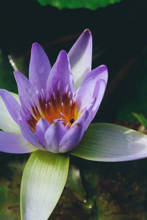 Zen Water Lily by Karli Perold wall art