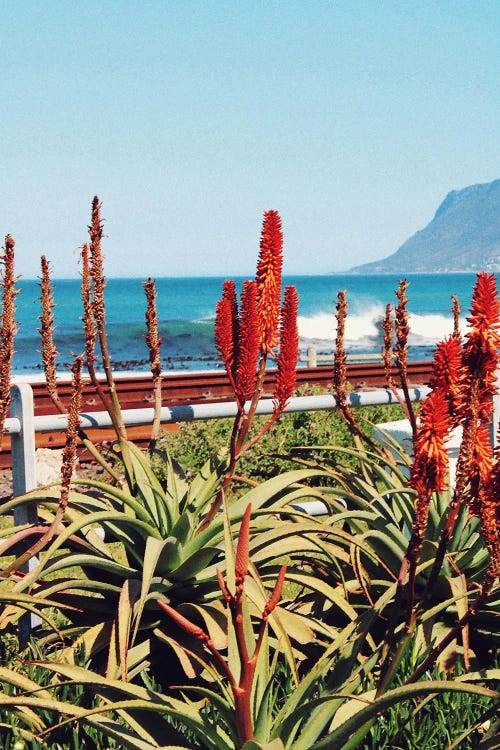 Aloe Vera Kalk Bay South Africa by Karli Perold wall art