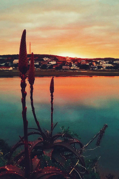 Aloe Vera Sunrise by Karli Perold wall art