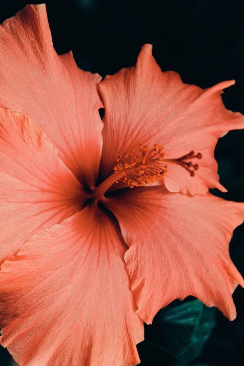 Pink Hibiscus Close Up