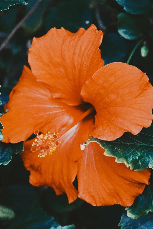 Orange Hibiscus Close Up