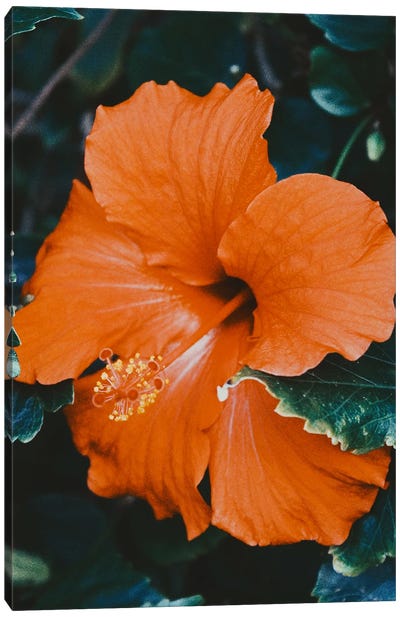 Orange Hibiscus Close Up Canvas Art Print