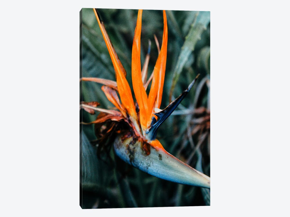Birds Of Paradise Flower by Karli Perold 1-piece Canvas Artwork