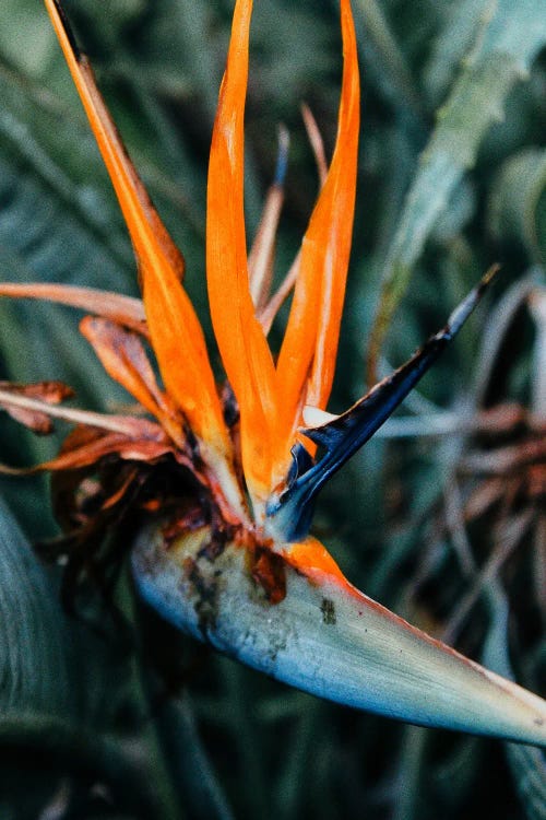 Birds Of Paradise Flower