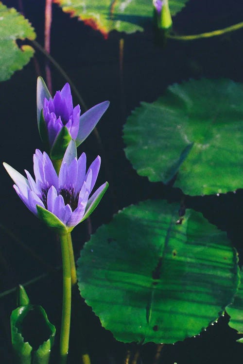 Purple Water Lily