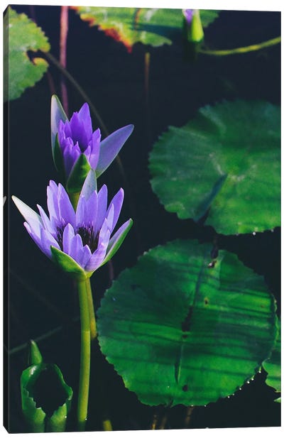 Purple Water Lily Canvas Art Print - Karli Perold