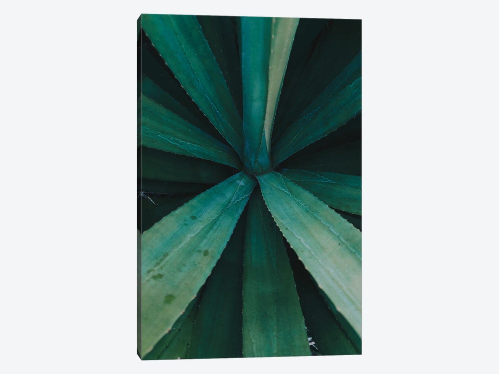 Aloe Vera Blue by Karli Perold 1-piece Art Print