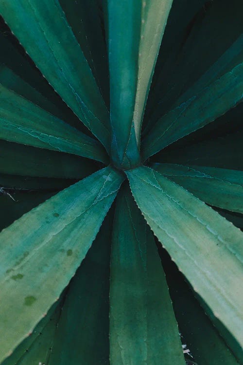 Aloe Vera Blue by Karli Perold wall art