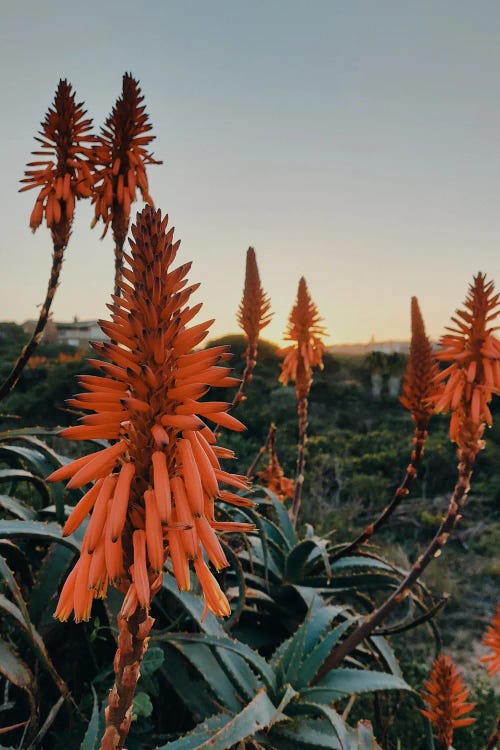 Aloe Vera Blooms In Sunset