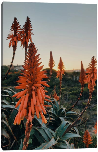 Aloe Vera Blooms In Sunset Canvas Art Print - Karli Perold