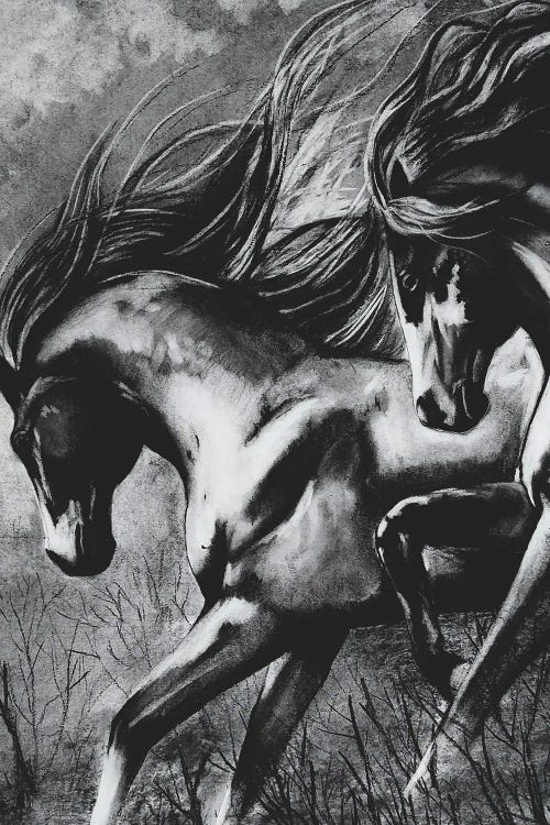 Charcoal Wild Mustangs