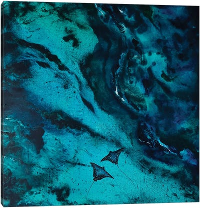 Manta Rays Canvas Art Print - Ray & Stingray Art