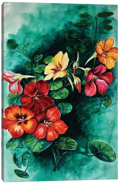 Nasturtiums Canvas Art Print - Karli Perold