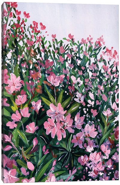 Pink Oleander Canvas Art Print - Karli Perold