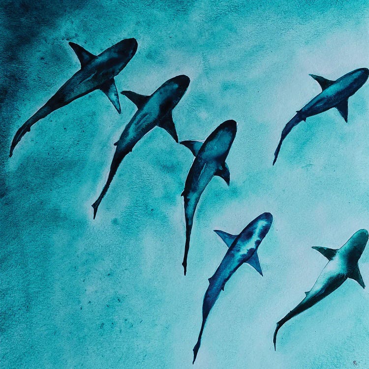 Reef Sharks