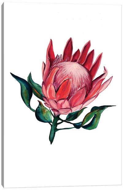 Pink King Protea Canvas Art Print - Karli Perold