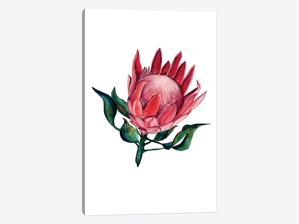 Pink King Protea by Karli Perold 1-piece Canvas Print