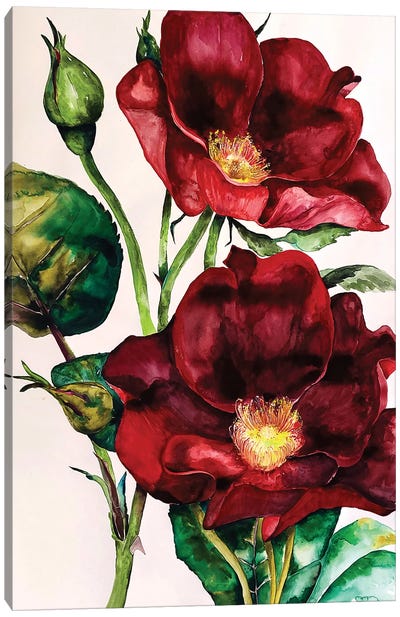 Wild Roses Canvas Art Print - Karli Perold