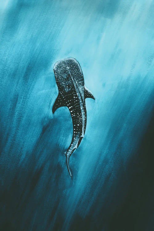 Whaleshark In The Deep