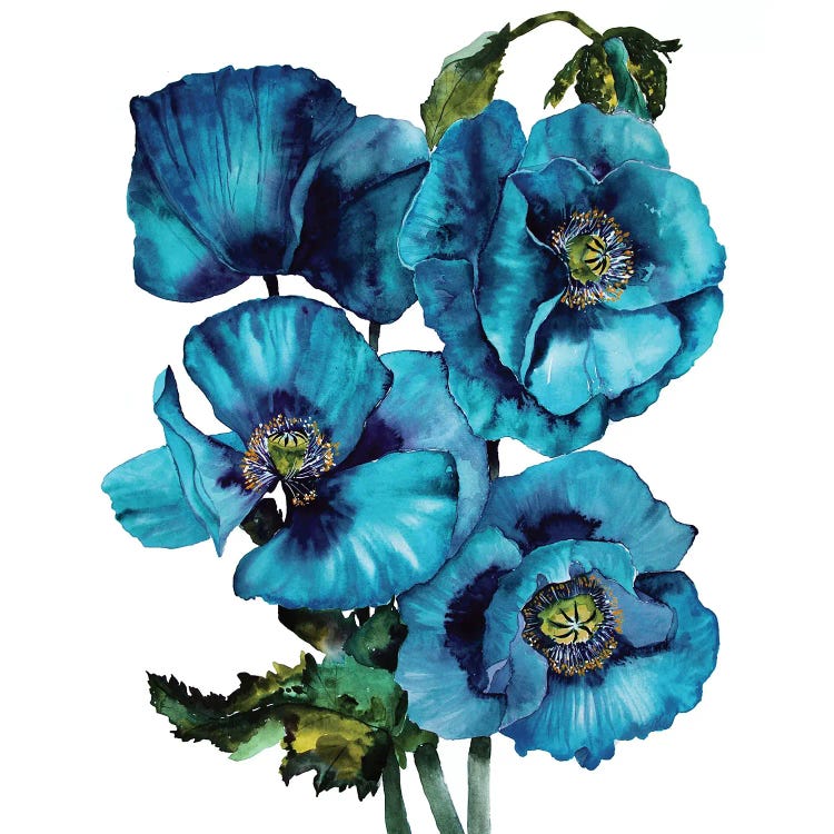 Himalayan Poppies by Karli Perold wall art