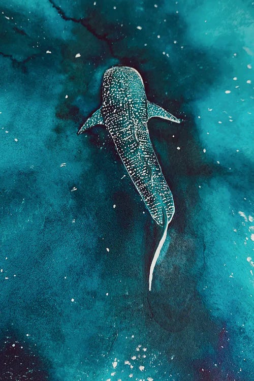 Whaleshark Universe