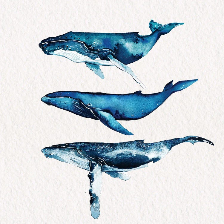 Humpback Whale Collection by Karli Perold wall art
