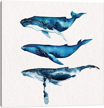 Humpback Whale Collection Canvas Art Print - Humpback Whale Art