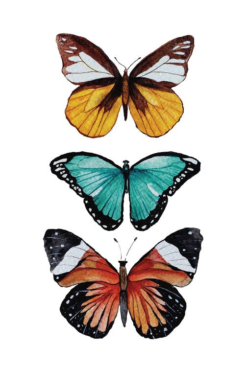 Butterfly Collection by Karli Perold wall art
