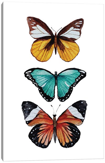 Butterfly Collection Canvas Art Print - Karli Perold