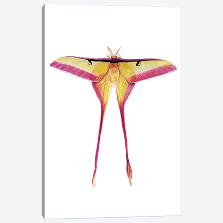 Chinese Male Moon Moth Canvas Print #KPR93} by Karli Perold Canvas Art