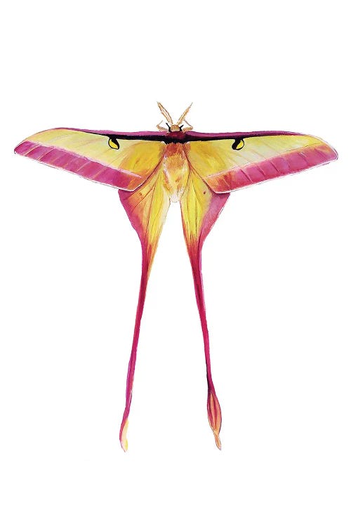 Chinese Male Moon Moth by Karli Perold wall art