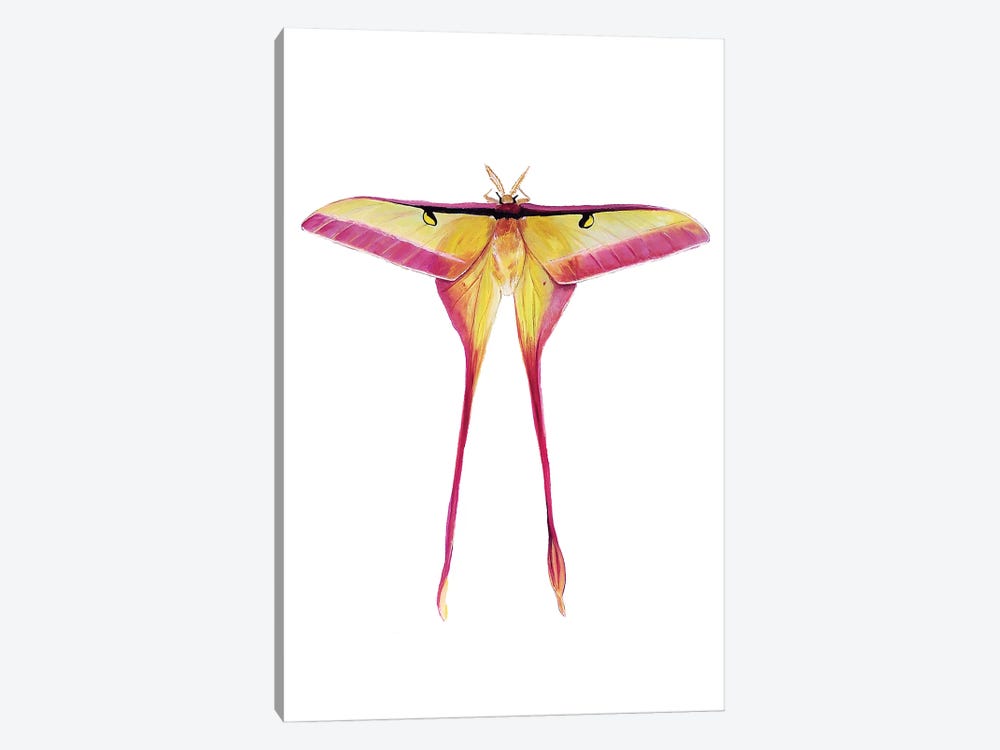 Chinese Male Moon Moth by Karli Perold 1-piece Canvas Wall Art