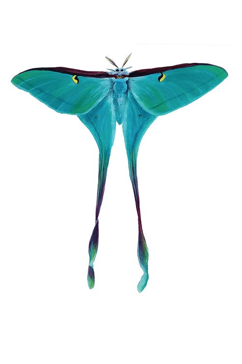 Chinese Female Moon Moth by Karli Perold wall art