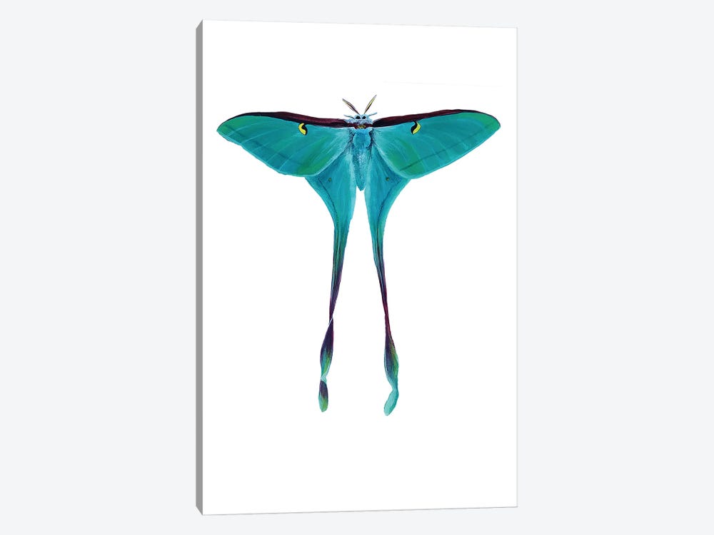 Chinese Female Moon Moth by Karli Perold 1-piece Canvas Art Print
