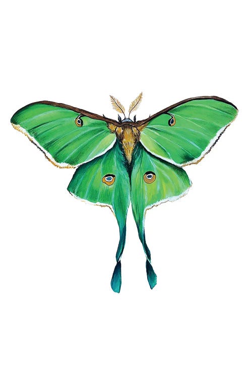 Green Luna Moth