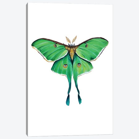 Green Luna Moth Canvas Print #KPR97} by Karli Perold Canvas Print