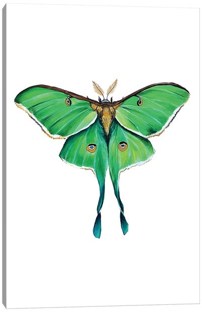Green Luna Moth Canvas Art Print - Insect & Bug Art