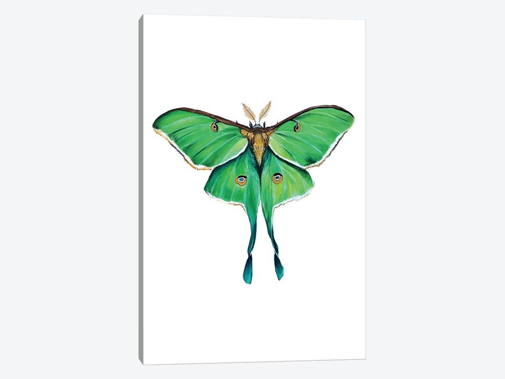 Green Luna Moth by Karli Perold 1-piece Canvas Wall Art