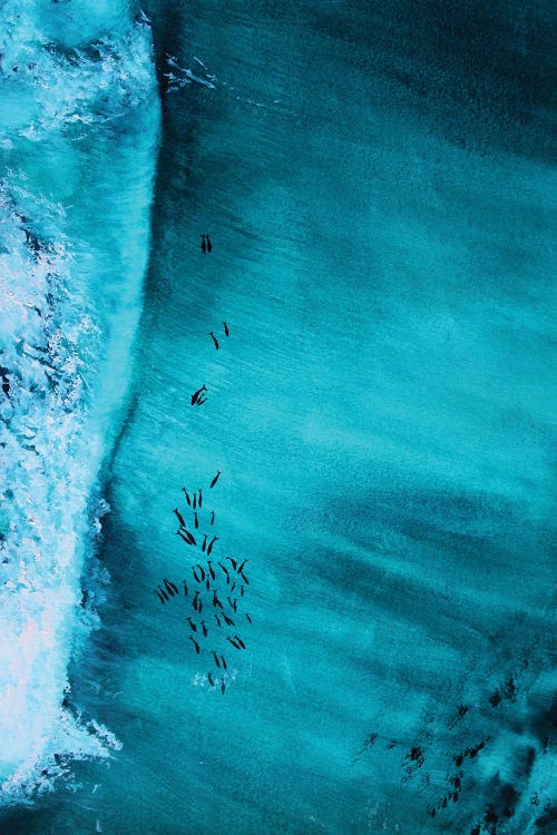 Dolphins Riding Wave by Karli Perold wall art