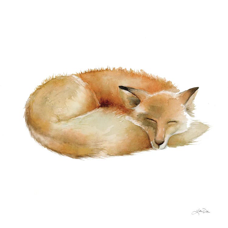 Sleeping Fox On White