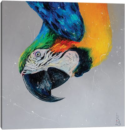 Hello Canvas Art Print - Macaw Art