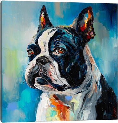 Boston Terrier Canvas Art Print - Turquoise Art