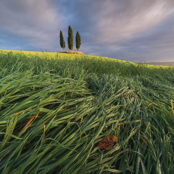 Daniel Kordan: Spring In Tuscany VI by Daniel Kordan