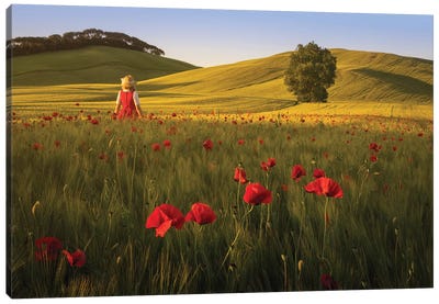 Spring In Tuscany XII Canvas Art Print - Daniel Kordan