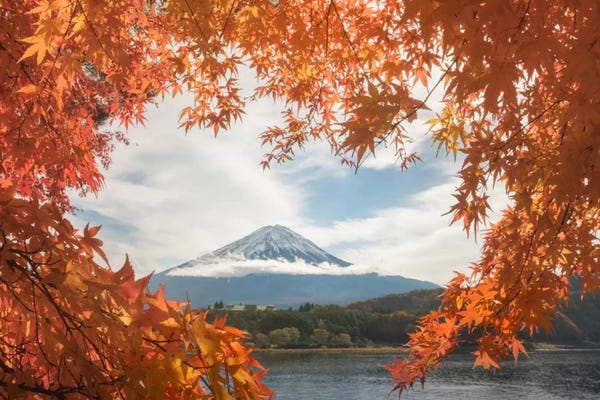 Japanese Maple Trees: Autumn In Japan X by Daniel Kordan
