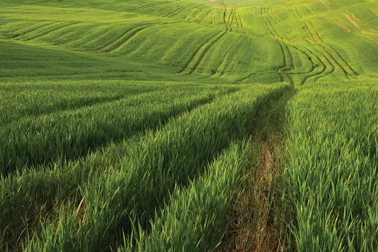 Spring In Tuscany XV