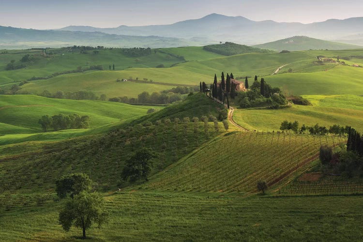 Spring In Tuscany XVI