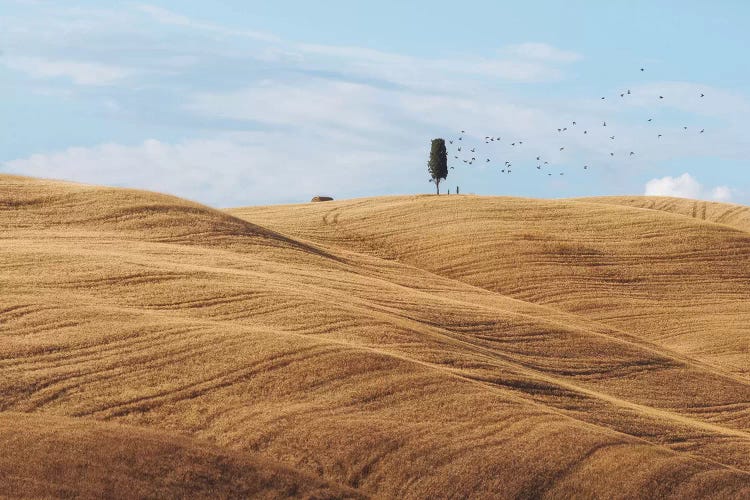 Summer In Tuscany