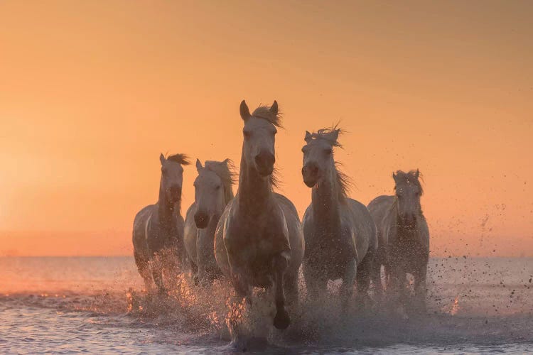 White Angels Of Camargue I